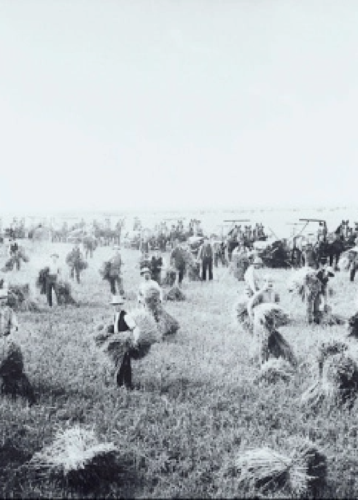black and white photo of farmers in field gathering hay